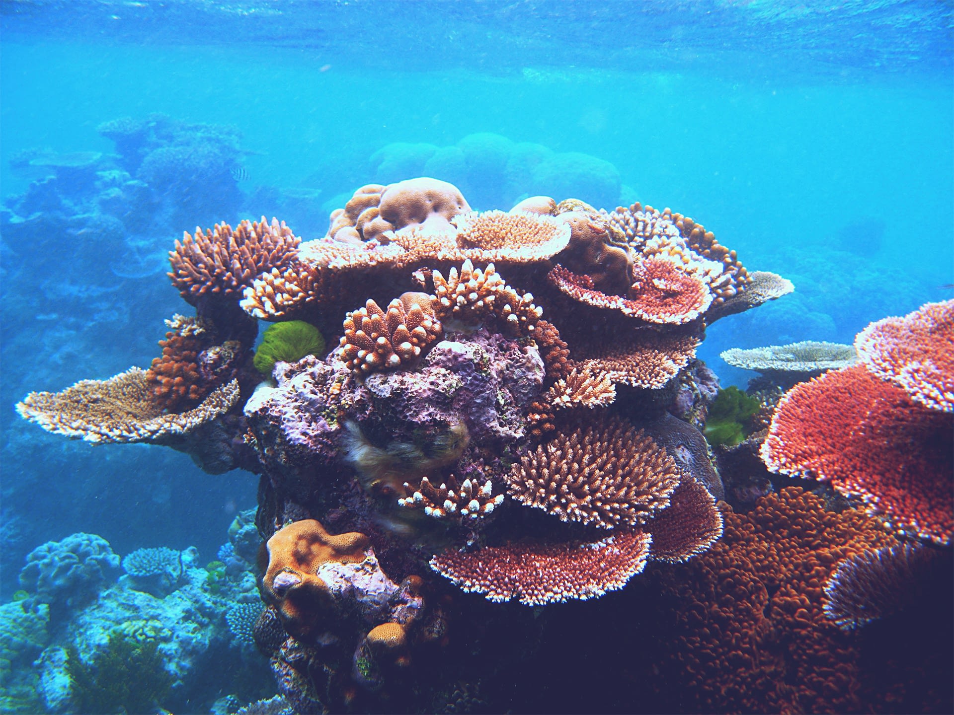 _0042_coral_edit